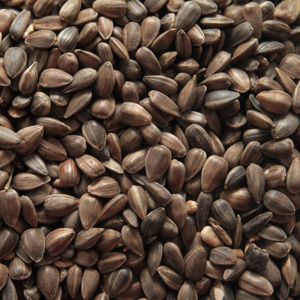 Paul's Mühle Sonnenblumenkerne schwarz 10 kg Premiumqualität ERNTE 2025