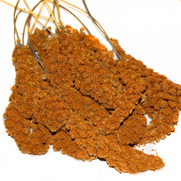 Rote Kolbenhirse 5 kg