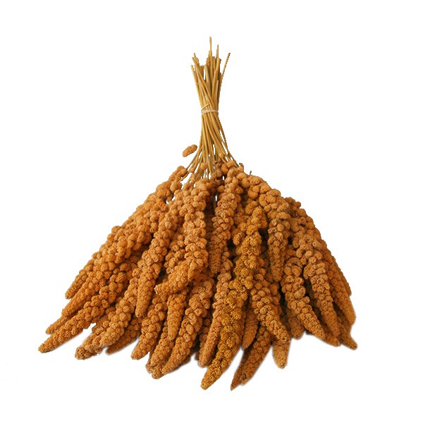 Gelbe Kolbenhirse 5 kg