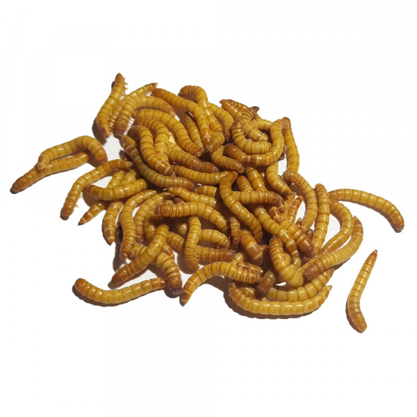 Mehlwürmer lebend 1 kg Einzelfuttermittel im Karton